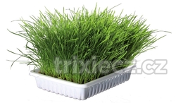 Jemná tráva pro kočku v misce TRIXIE 100 g