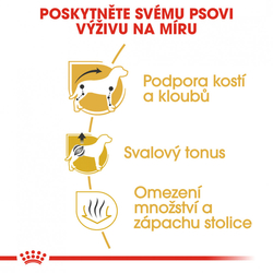 Dachshund Adult granule pro dospělého jezevčíka Royal Canin 500g 